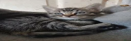 Mixed Breed cats for sale: 5 Beautiful kittens for sale - Advert 5