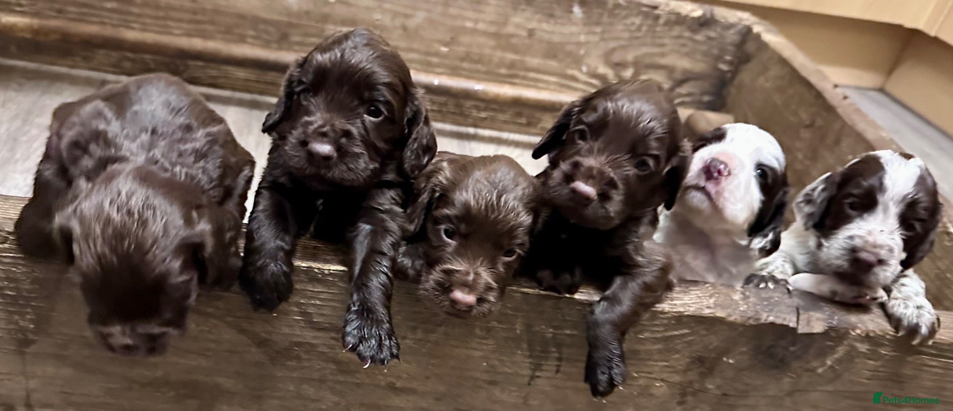 Cocker Spaniel dogs Cocker Spaniel Puppies - Advert 6