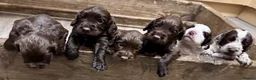 Cocker Spaniel dogs for sale: Cocker Spaniel Puppies - Advert 1