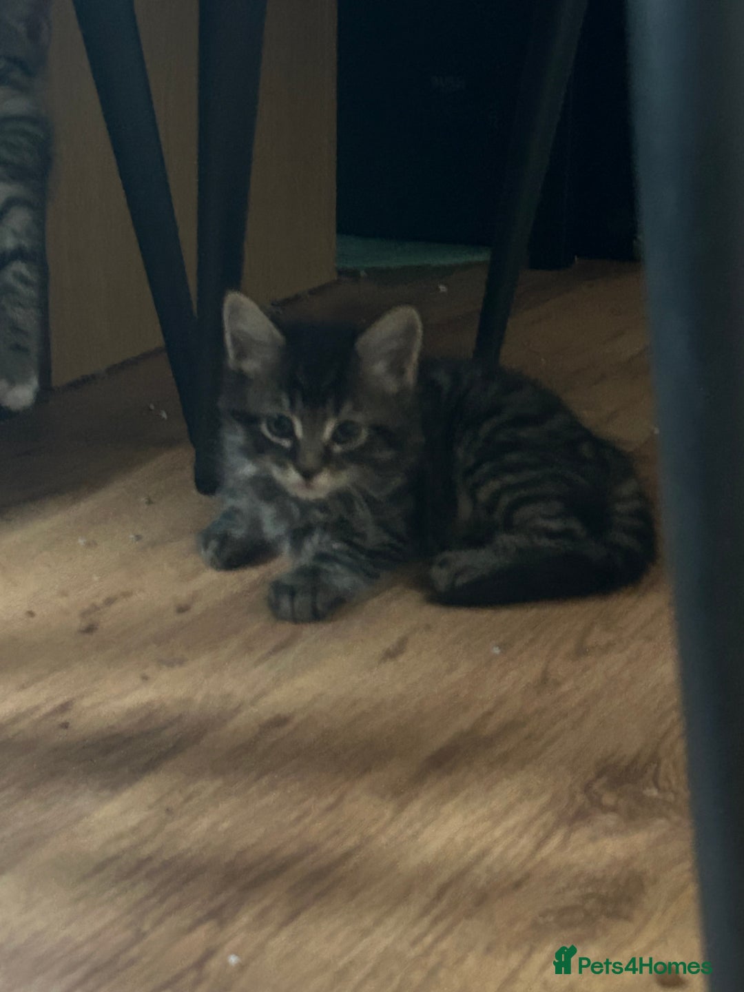 Mixed Breed cats for sale: Kittens - Image 6