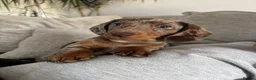 Miniature Dachshund dogs for sale: Beautiful Miniature Dachshund Puppies in Rugeley - Advert 3
