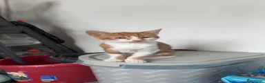 Ginger girl 