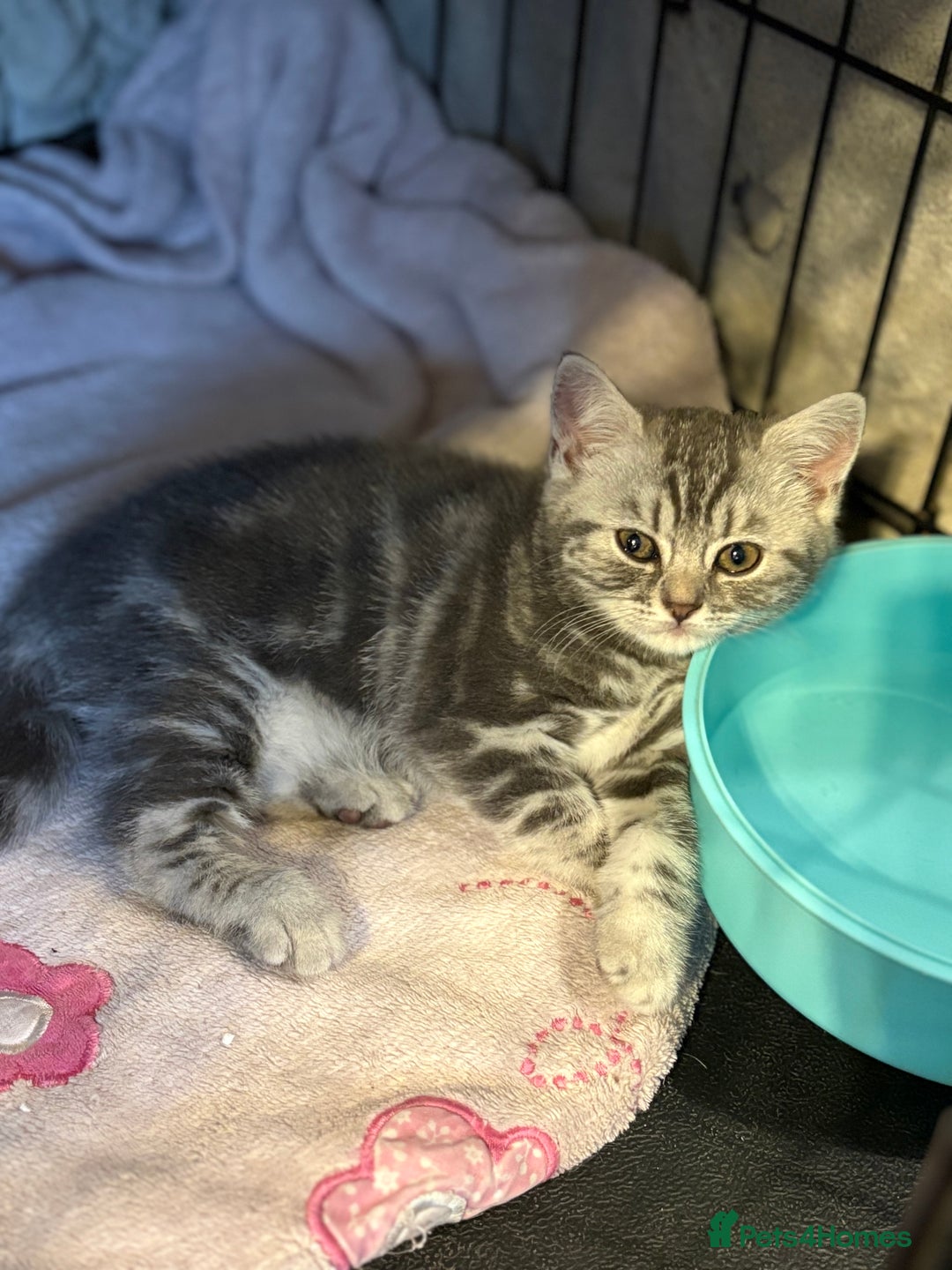 British Shorthair cats for sale: Beautiful silver black tipped girl 💕 - Image 10