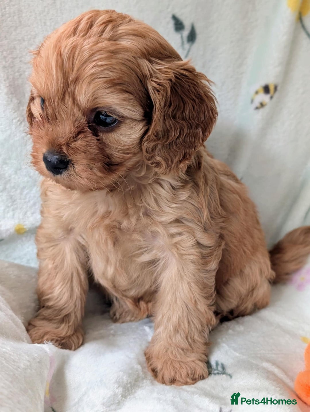 Cavapoo dogs for sale: Stunning Cavapoo puppies, Red. Apricot and Phantom - Image 4