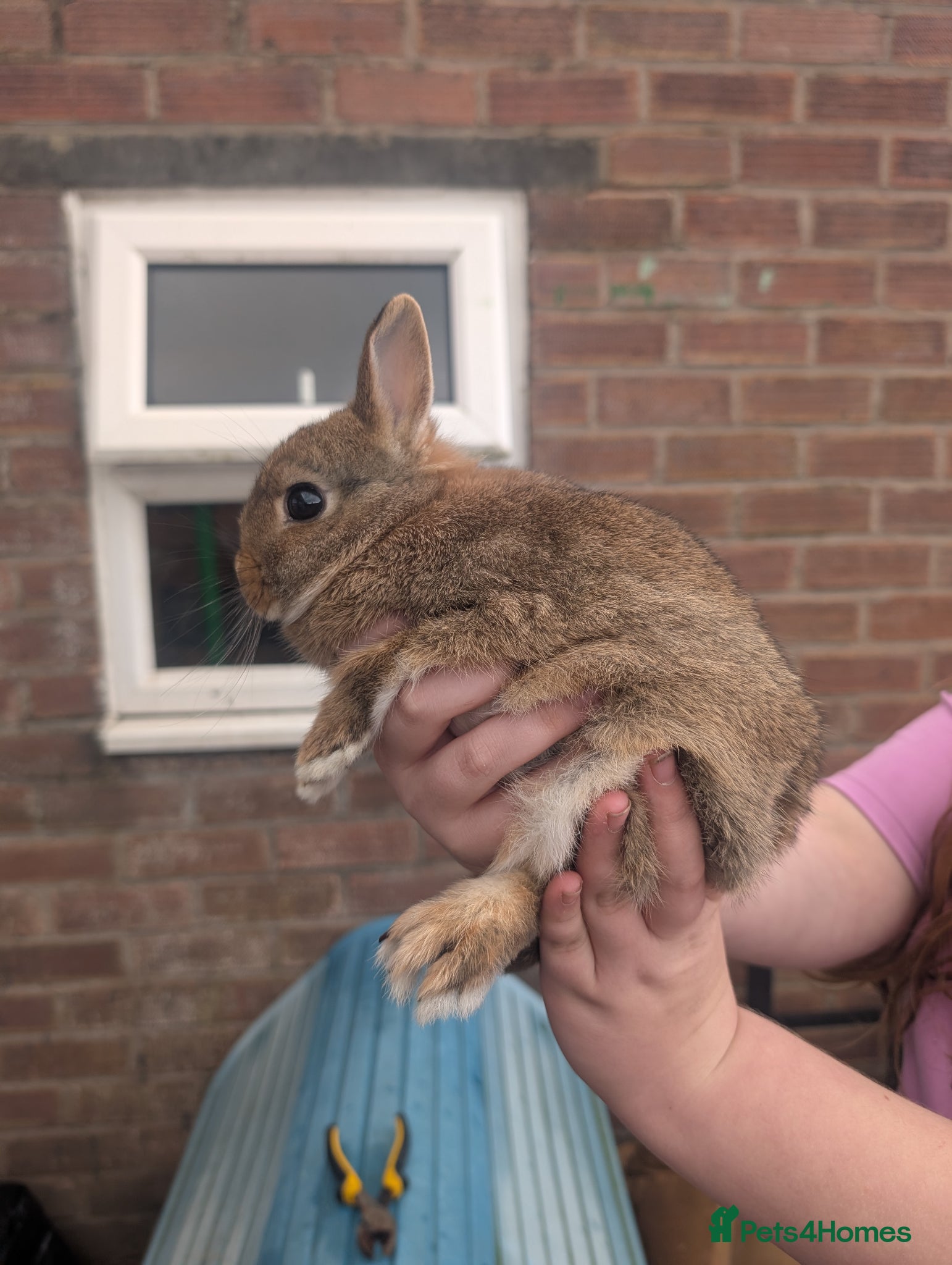 Netherland Dwarf rabbits Netherland dwarf baby 3 boy available  - Advert 1