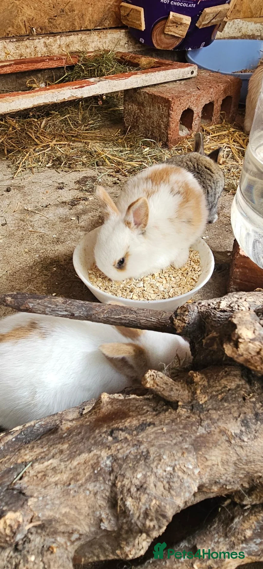 Mixed Breed rabbits for sale: They are mix rex and Dutch.🥰 - Advert 2