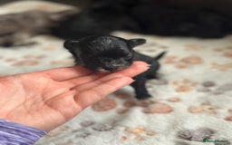 Maltipoo dogs for sale: F1 Toy Maltipoos - Image 6