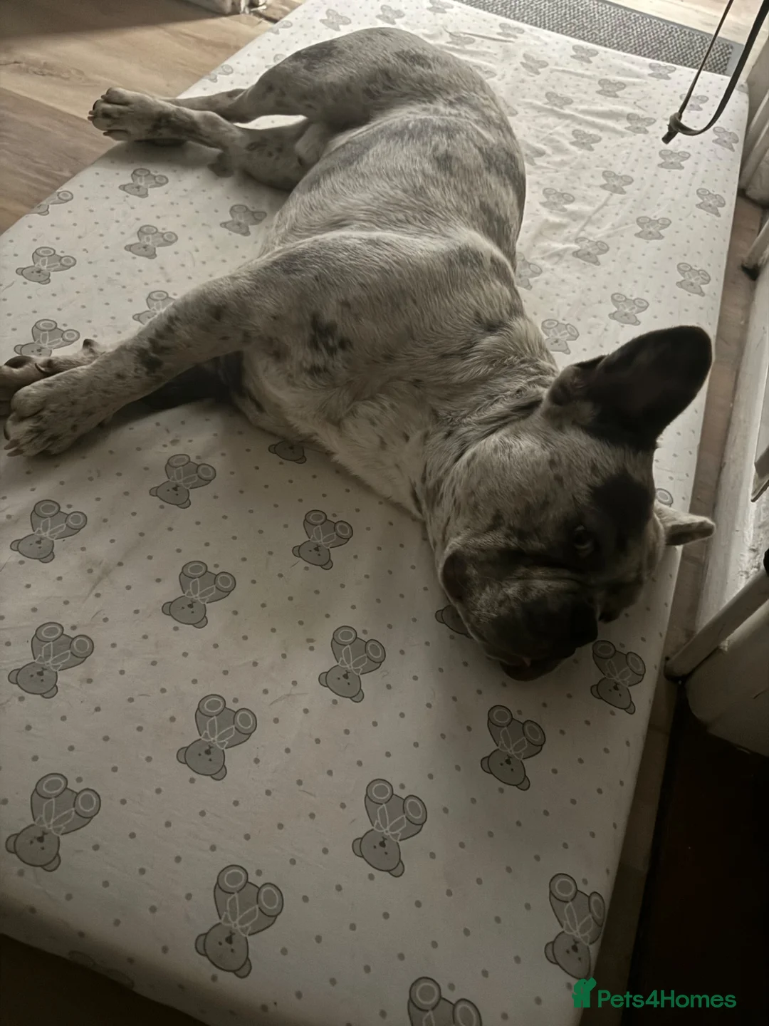 French Bulldog dogs for stud: lilac merle make french bulldog - Advert 4