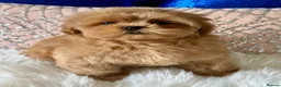Shihpoo dogs for sale: Stunning Asian Shih Poo puppies - Advert 10