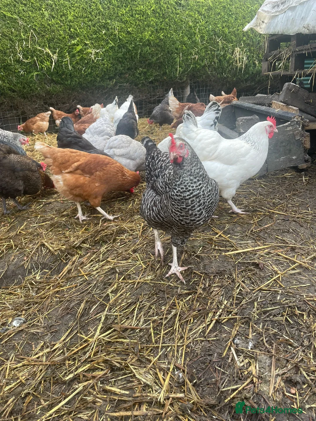 Chickens poultry for sale: Laying hens for sale - Advert 2