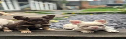 French Bulldog dogs for sale: Pink Fluffy Choc and Tan French Bulldog Puppies - Advert 10