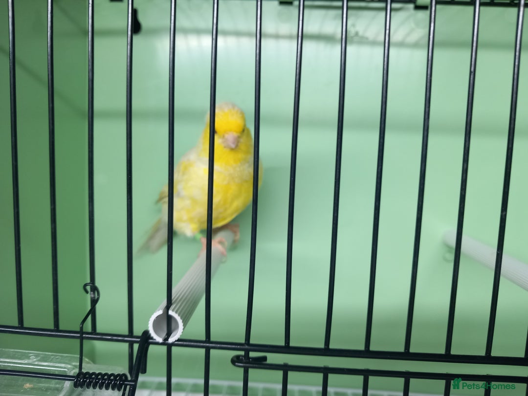 Canaries birds for sale: Canaries  - Image 34