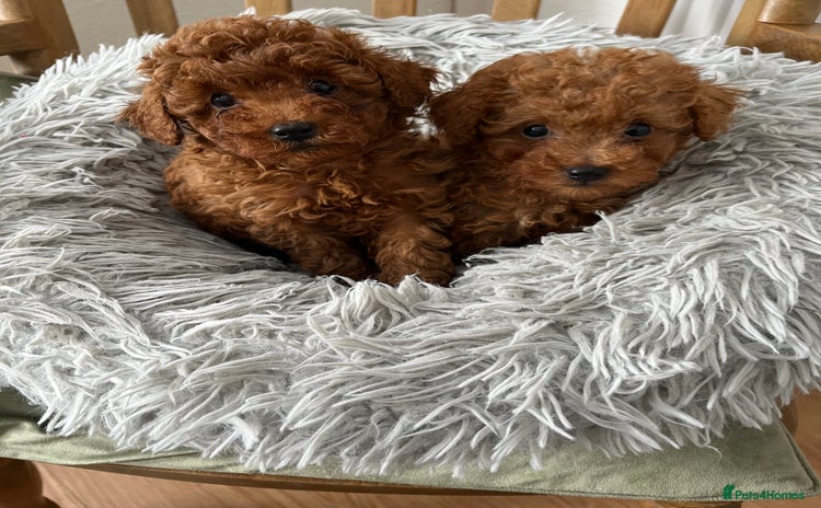 Toy Poodle dogs - Advert 1