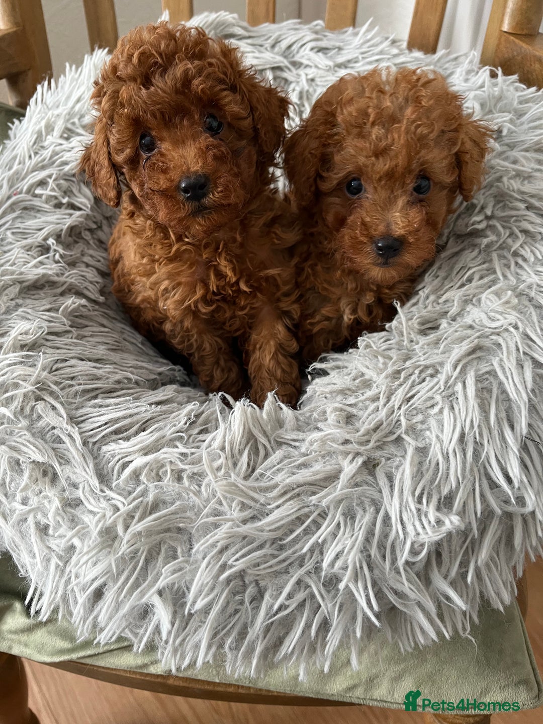 Toy Poodle dogs for sale: Toy Poodles - Image 1