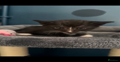 Bengal cats - Advert 4