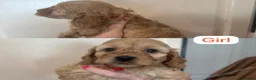 Cockapoo dogs for sale: F1 Cockapoo Puppy’s  - Advert 11