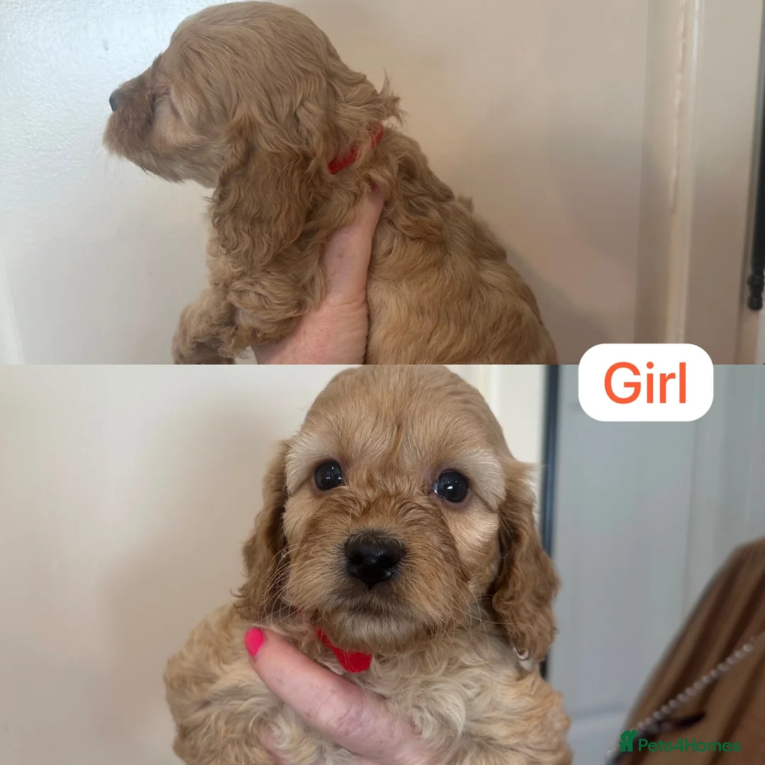 Cockapoo dogs for sale: F1 Cockapoo Puppy’s  - Advert 11