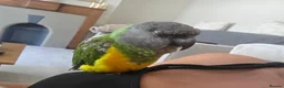 Parrots birds for sale: Senegal Parot Male approx 8yrs - Advert 4