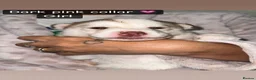 Siberian Husky dogs for sale: Beautiful Siberian puppies for Sale. Xx in Ware - Advert 6