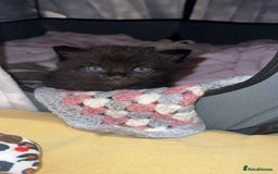 Ragdoll cats for sale: Ragdoll kittens £600-£1,000 - Image 27
