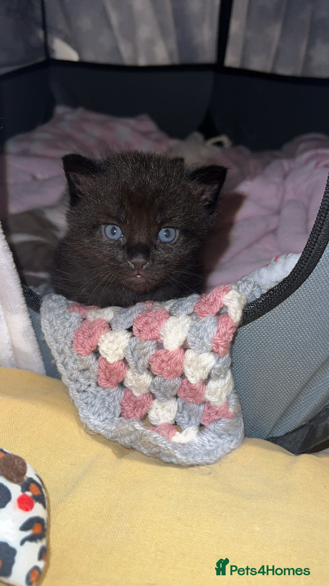 Ragdoll cats for sale: Ragdoll kittens £600-£1,000 - Image 27