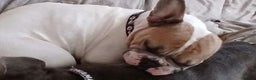 French Bulldog dogs for sale: Beautiful Frenchie  - Advert 2