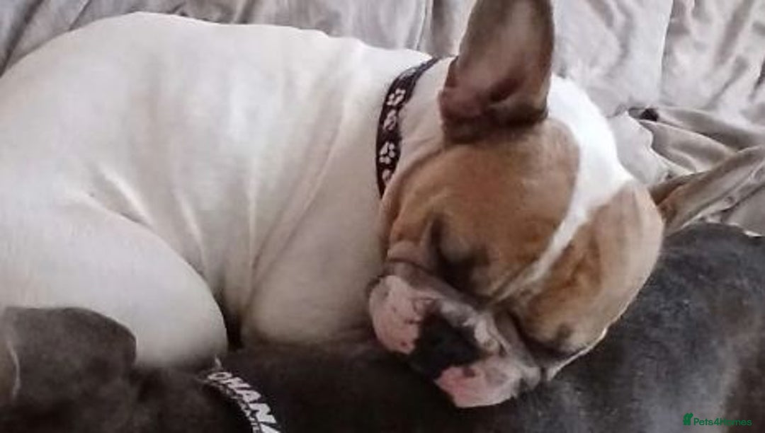 French Bulldog dogs for sale: Beautiful Frenchie  - Advert 2