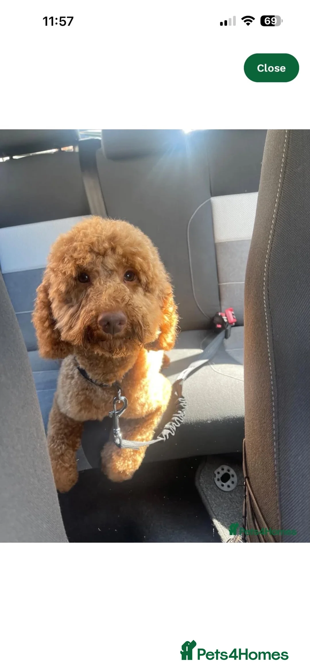 Cockapoo dogs for sale: Cockapoo's in Leicester - Advert 2