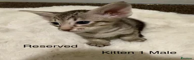 Oriental 1 tabby male 