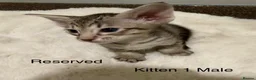 Oriental cats for sale: GCCF Oriental Kittens  in Stratford-upon-Avon - Advert 6