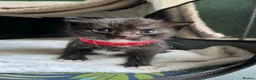 Mixed Breed cats for sale: Gorgeous kittens  - Advert 6