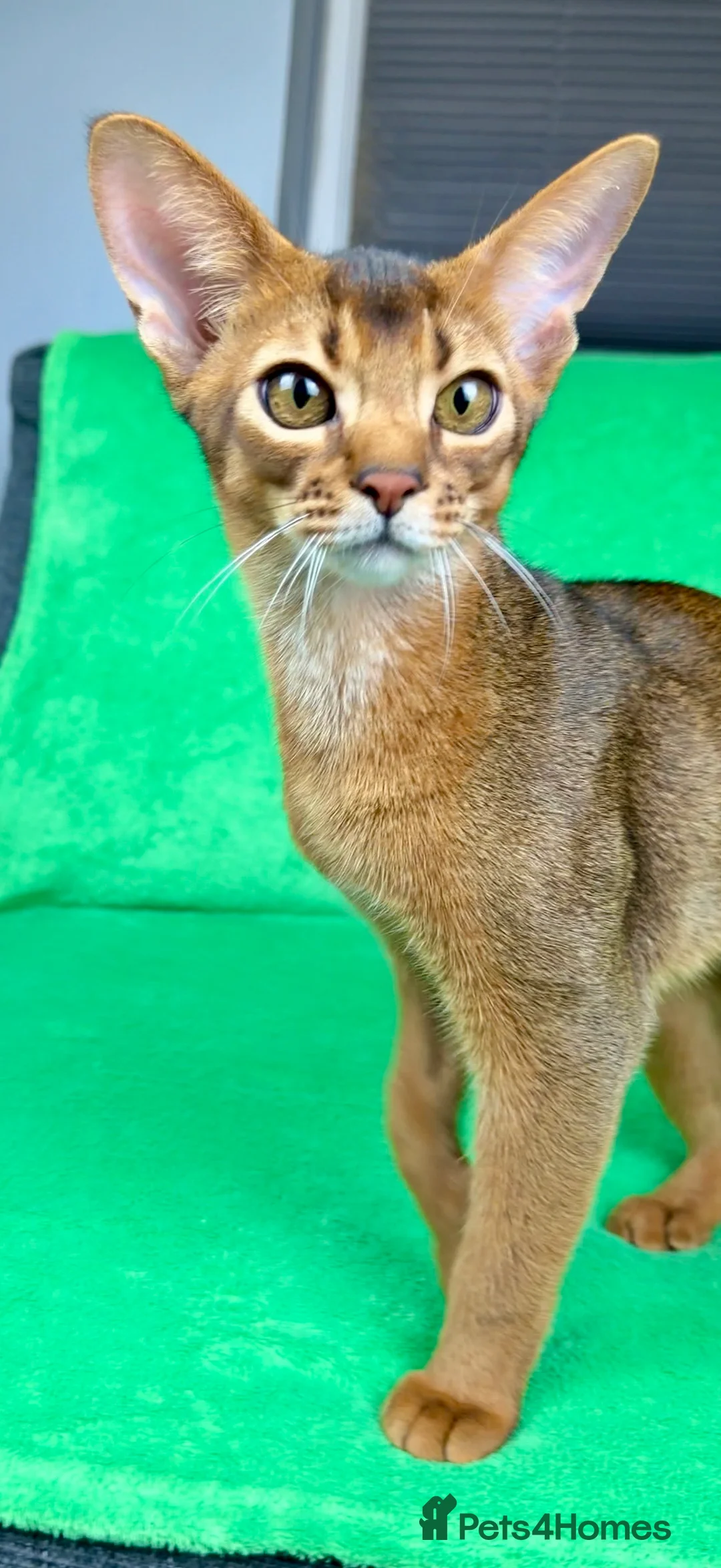 Abyssinian cats for sale: One boy left🤎Raised with Love Abyssinian Kittens - Advert 3