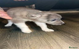 Border Collie dogs for sale: 4 blue maral border collies  - Image 6