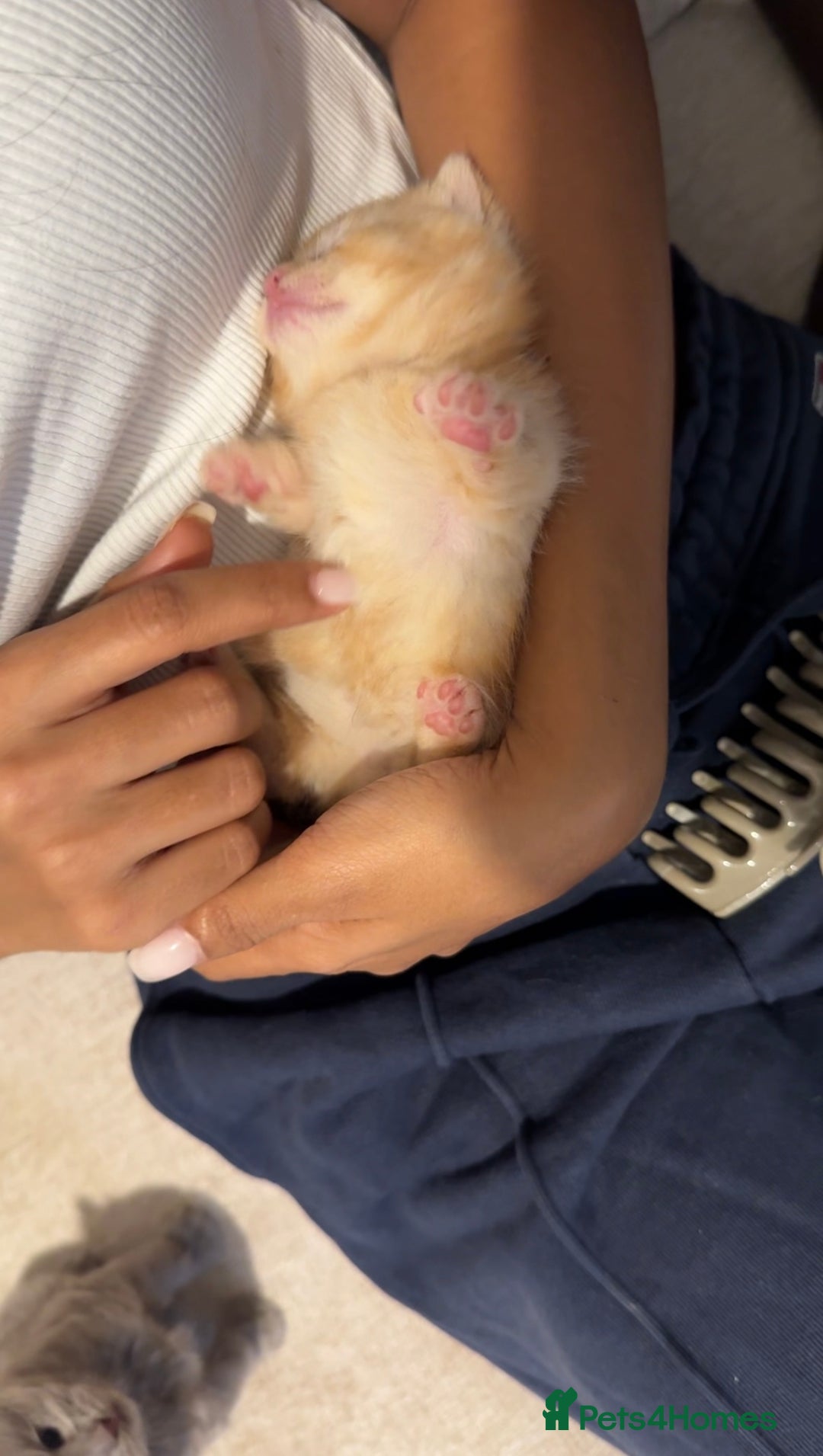 Munchkin cats for sale: stunning standard munchkins - Advert 5