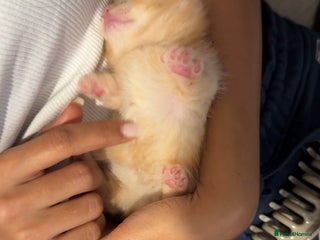 Munchkin cats beautiful short legged munchkins - Advert 5