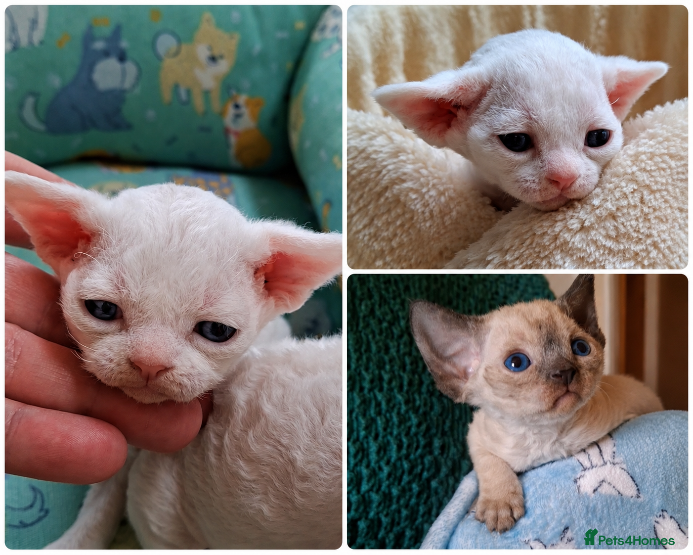 Devon Rex cats Pedigree Devon Rex Kittens - Advert 8