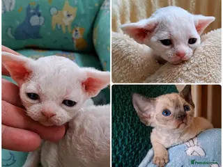 Devon Rex cats Devon Rex -the price includes sterilization - Advert 3