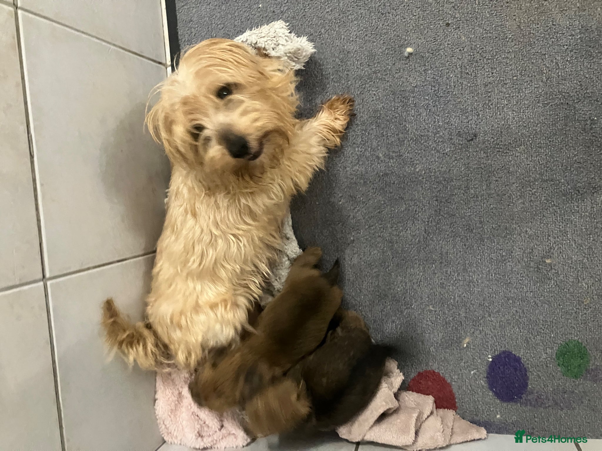 Norfolk Terrier dogs K.C.registered Norfolk terriers  - Advert 3