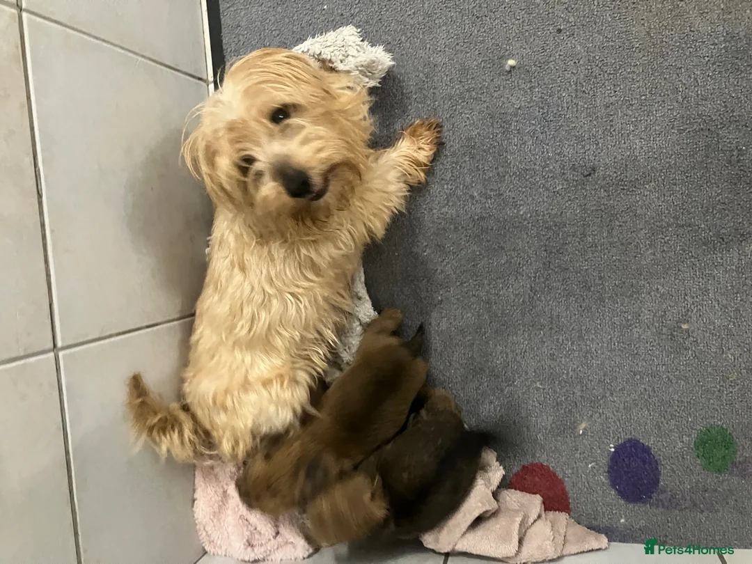 Norfolk Terrier dogs for sale: K.C.registered Norfolk terriers  - Advert 1