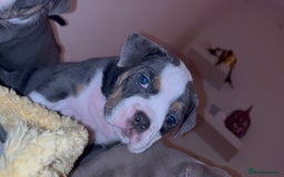 Olde English Bulldogge dogs for sale: Olde English bulldogs puppies  - Image 13