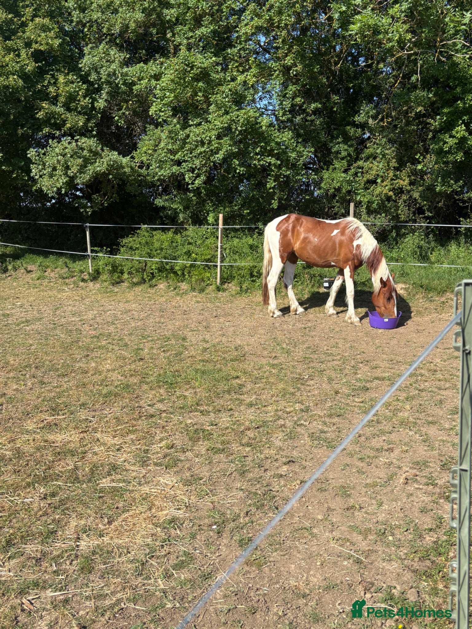 Welsh Section D horses Violet is a part bred Welsh x palamino - Advert 11