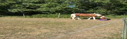Welsh Section D horses for sale: Violet is a part bred Welsh x palamino - Advert 1