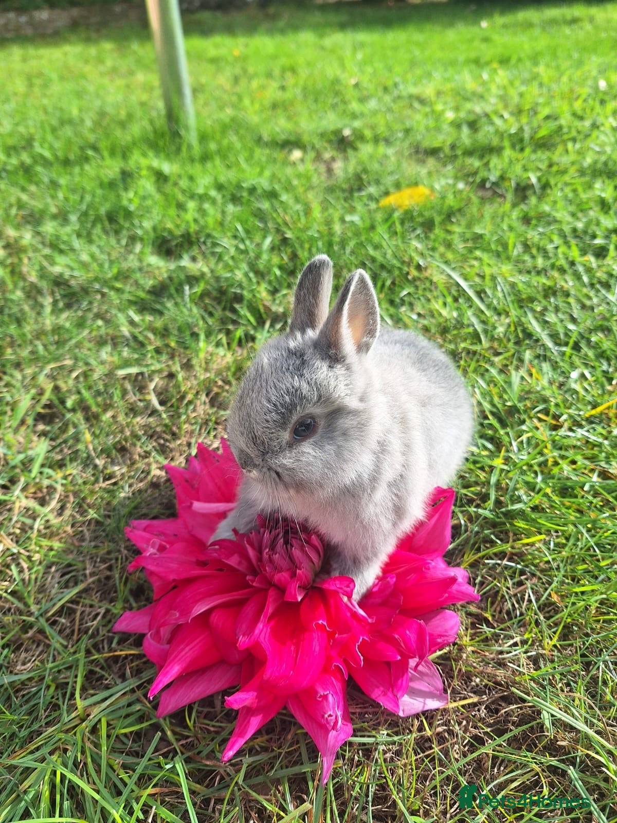 Netherland Dwarf rabbits for sale: 4 Bunnies Available Pure Netherland-Dwarf - Advert 8