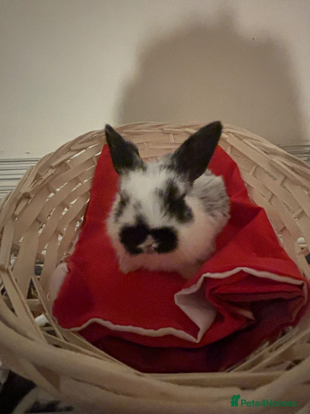 Mini Lop rabbits for sale: Baby mini lops  - Advert 2