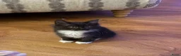 Kurilian Bobtail cats for sale: Rare Kurilian Bobtail Kittens Available - Advert 5