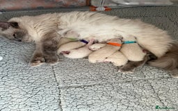 Ragdoll cats for stud: Handsome Genetically Tested Flame-Point for Stud - Image 3