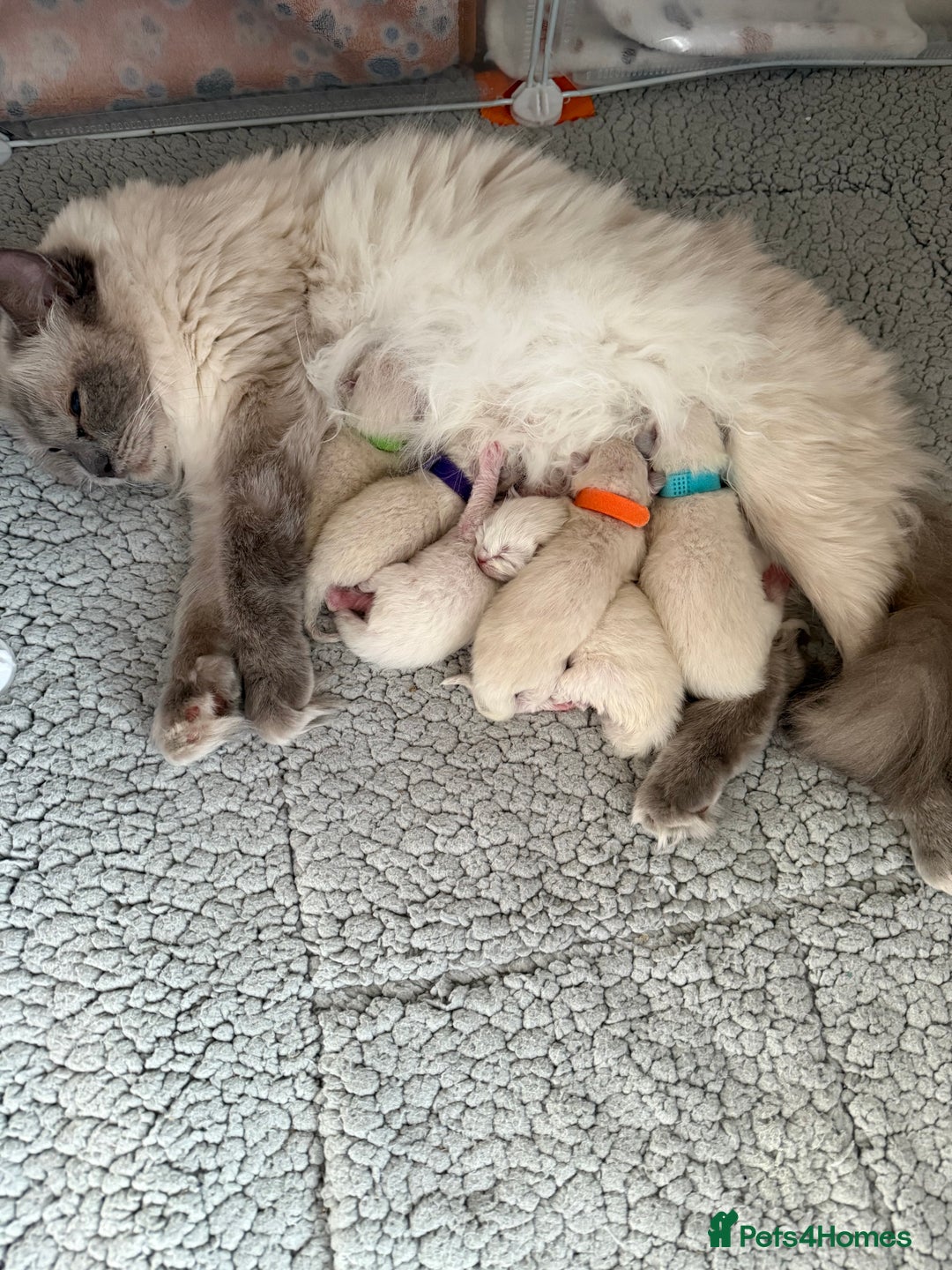 Ragdoll cats for stud: Handsome Genetically Tested Flame-Point for Stud - Image 3