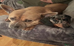 American Bully dogs for sale: 3 year old pocket bully looking for new home - Image 2