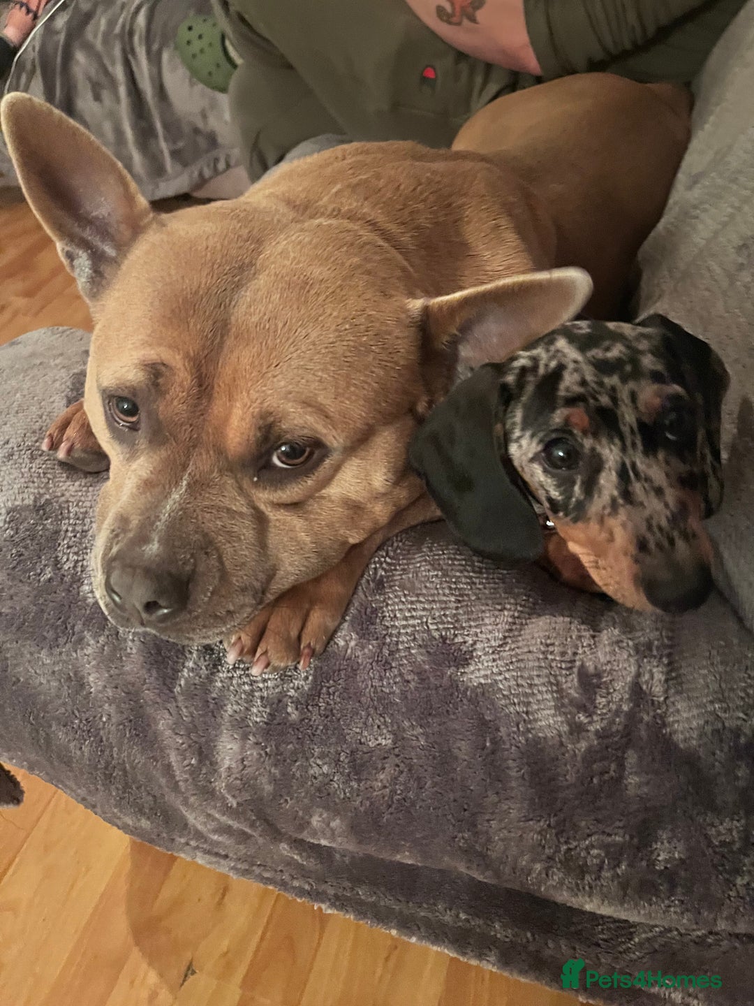 American Bully dogs for sale: 3 year old pocket bully looking for new home - Image 2