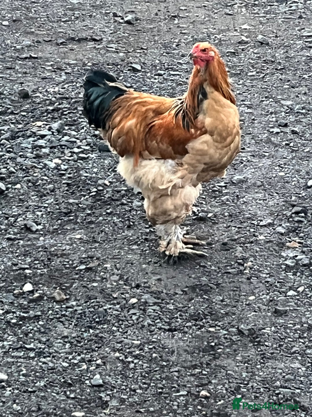 Chickens poultry for sale: Barahma Colombia cockerels  - Advert 1